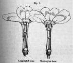 Figure 1. Figure from Darwin’s work on heterostyly in Primula species (1877) showing the long style and short stamens of the pin flowers and the short style and long stamens of the thrum flowers.